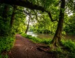 © Cicak - A verdant pathway winds beside a tranquil river through a lush forest