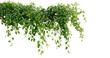 © Kust - A Lush Canopy of Green Leaves Cascading Elegantly Against a Black Background, Showcasing the Intricate Beauty of Nature's Flora isolated on transparent background