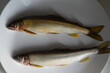 © Enriqecido - お皿に並べた子持ち鮎