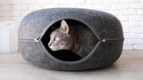 cute tabby cat peeking out of the cat tunnel