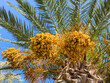 © Rawf8 - Large golden clusters of ripe dates hang from the tall palm tree under a vivid blue sky, captured within warm daylight featuring sharp detail and a vibrant tropical atmosphere