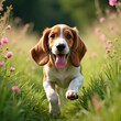 © Pete - Basset hound puppy runs in green field. Happy dog plays free in meadow with pink clover flowers. Cute pet enjoys spring nature, moves fast, tongue out, big ears flapping joyfully in sunshine.