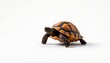 © MakeitEasy - A detailed turtle model set against a white background.