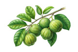 Botanical illustration depicting a cluster of Garcinia GummiGutta fruits with lush foliage