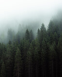 Mysterious fog drifting through dense evergreen forest in a mountainous region. The soft mist partially hides the treetops, creating a moody, atmospheric scene. Ideal for conveying themes of mystery, 