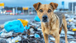 © Bonsales - Homeless dog finding shelter among a heap of waste on an urban street, representing issues of animal welfare and global pollution
