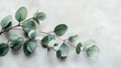 © Yuliia - Fresh eucalyptus branch with round green leaves on light textured background, perfect for natural decor and wellness designs.