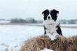 © Yuliia - Border Collie dog sitting on hay bale in winter landscape with snow covered field. Black and white purebred canine with alert expression against white background.