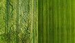 © sania - Vibrant Green Field Divided Into Two Textures Under Bright Daylight Showing Agricultural Rows Pattern From Above