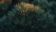 © ชลธิชา สว่างวงค์ - Close up pine tree blurred natural setting intimate view of pine tree needles and branches natural setting with gently blurred background