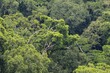 © Mara Brandl/imageBROKER - Rainforest treetops, cloud forest, Amani Nature Forest Reserve, Eastern Usambara Mountains, Tanga, Tanzania
