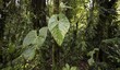 © Mara & Moritz Wolf/imageBROKER - Large leaves in the dense rainforest, Monteverde cloud forest, Monte Verde, Puntarenas province, Costa Rica