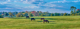 Group of thoroughbred horses grazing with colorful fall trees.