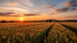 © Ambaring - Golden Wheat Field at Sunset in Rural Landscape