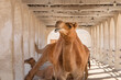© Maxine - camel in the souq