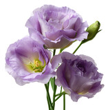 Elegant lavender lisianthus flowers blooming, perfect for floral design and wedding decor
