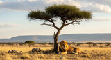 Majestic lion resting under acacia tree in African savanna