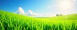 © Phetthanousack - Vibrant green meadow bathed in warm sunlight, perfect for spring or summer themes  Lush grass, clear sky, idyllic nature scene, ideal for backgrounds or website design ,  flora,  bright,  environment
