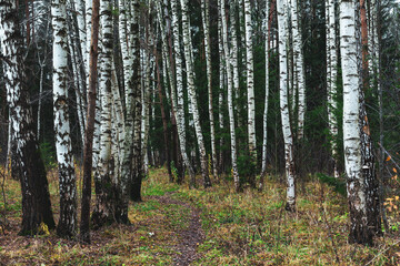  Tree trunks in the autumn forest