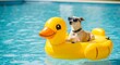 © vitoria - Cachorro de óculos relaxando em boia inflável amarela de pato na piscina azul – conceito divertido de verão e lazer