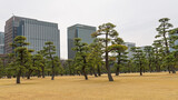 Cityscape with group of Jpanese black pines in park Kokyo in Tokio in Japan