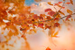 © Simi Jois - Fall leaves