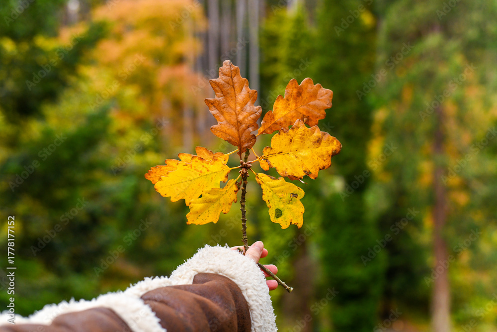 Bright yellow oak leaves held up by a woman in an English park. Relaxing autumnal walks with beautiful warm colours and natural tones. The hand holds the fallen oak branch in front of a lush woodland.
