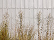 © Vuelyfe Media Creation Corporation/Stocksy - Metal panel wall with weeds