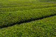 © Luis Velasco/Stocksy - Vibrant Green Tea Fields Stretch Across a Sunny Landscape in Spring