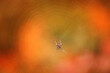 © Cavan Images - Up close, garden spider resting in web colorful fall background