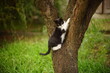 © Omega - black white cat on a tree trunk
