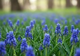 A beautiful field of blue grape hyacinth flowers blooming in spring.