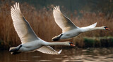 Two white swans fly low over water in a panning shot, sharply focused against a motion-blurred background of warm, autumnal colors, capturing speed and grace.