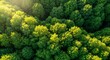© Zahid - Close up of a green tree. Aerial top view of a forest tree, Rainforest ecosystem and healthy environment concept and background
