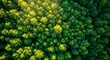 © Zahid - Close up of a green tree. Aerial top view of a forest tree, Rainforest ecosystem and healthy environment concept and background