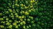 © Zahid - Close up of a green tree. Aerial top view of a forest tree, Rainforest ecosystem and healthy environment concept and background
