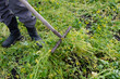 © Елена  - A man in black boots rakes mown grass with a garden rake.