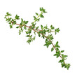 © No background - Fresh sprig of thyme isolated on transparent background