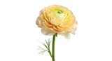 Elegant ranunculus flower with soft yellow petals and green stem