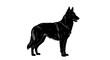 © Siam - Full body silhouette of a black german shepherd dog standing alert isolated on white background