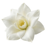 Beautiful, elegant white gardenia flower in full bloom. Delicate petals open up, showing fresh, serene nature