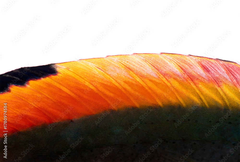 Vibrant scott's wrasse fin displaying orange and red colors