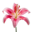 © StellaPattaya - Single pure pink lily head with copy space transparent png file