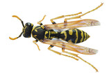 Top view of European paper wasp (Polistes dominula), isolated on white background
