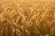 © ADDICTIVE STOCK - Golden wheat field glowing under the sunset sky