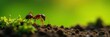 © prachaya - Ant crawling from earth, soft focus on greenery, outside, image, soft