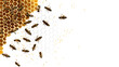 © Daniel - Cute swarm of bees working at bee honeycomb; background with empty space for text
