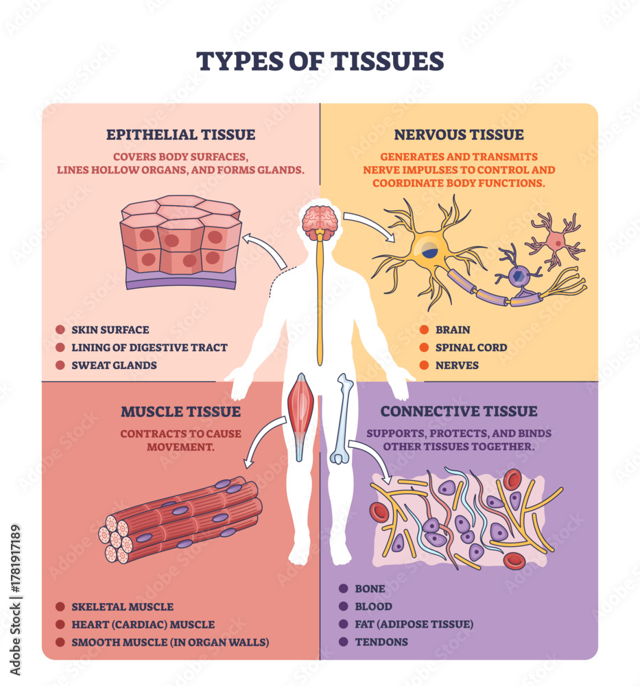 Types Of Tissues Overview Brief Diagram Shows Epithelial Muscle Types Of Tissues Overview Brief Diagram Shows Epithelial Muscle