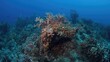 © The 2R Artificiality - Underwater corals impacted by hurricane, highlighting erosion risk