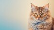 © AkuAku - Short blue and golden gradient background with a relaxed sunbathing theme, featuring a cute cat portrait with detailed fur and vibrant colors